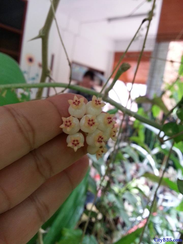 清迈旅游风情_Chiang Mai Travel
