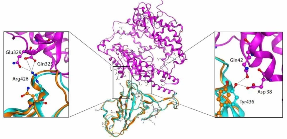 新型冠状病毒进化来源和传染人分子作用通路