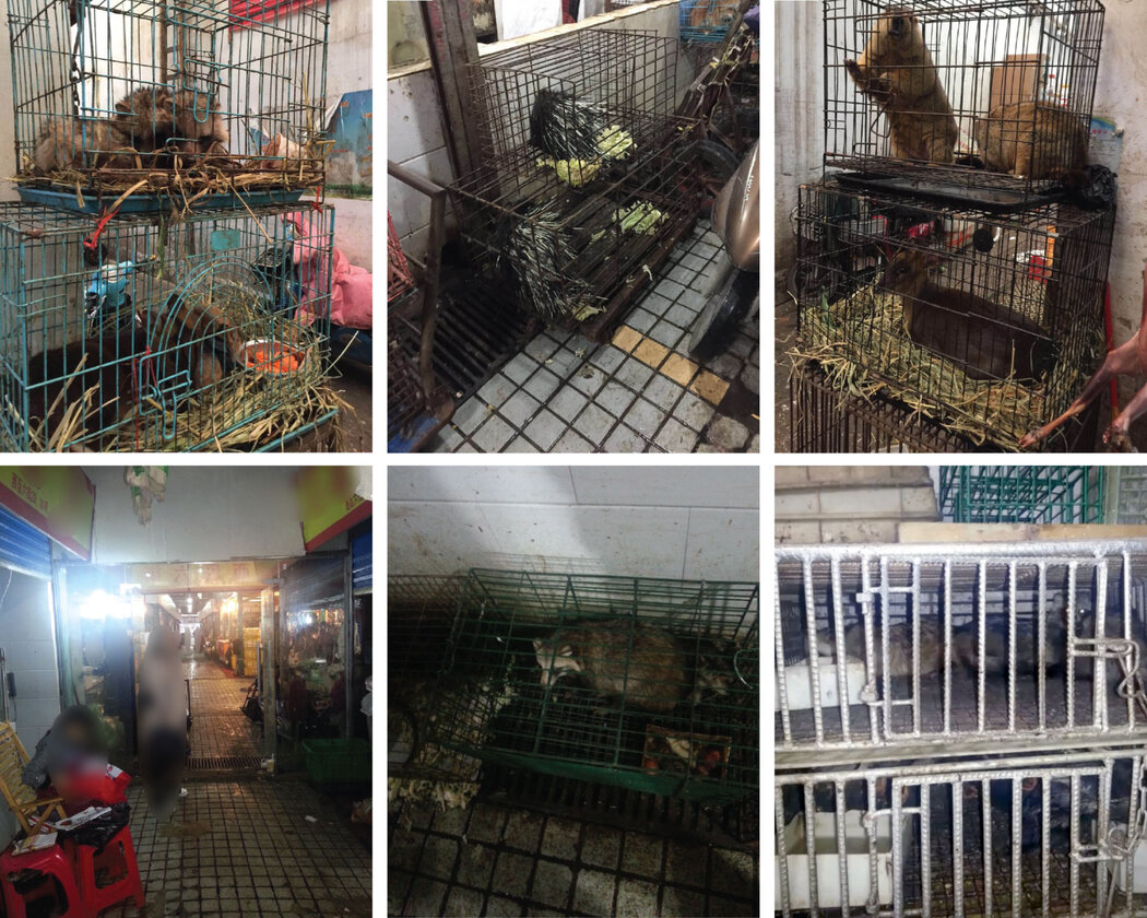 新研究：新冠疫情始于武汉华南海鲜市场