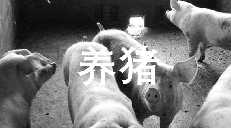 养猪公司上半年是真的惨