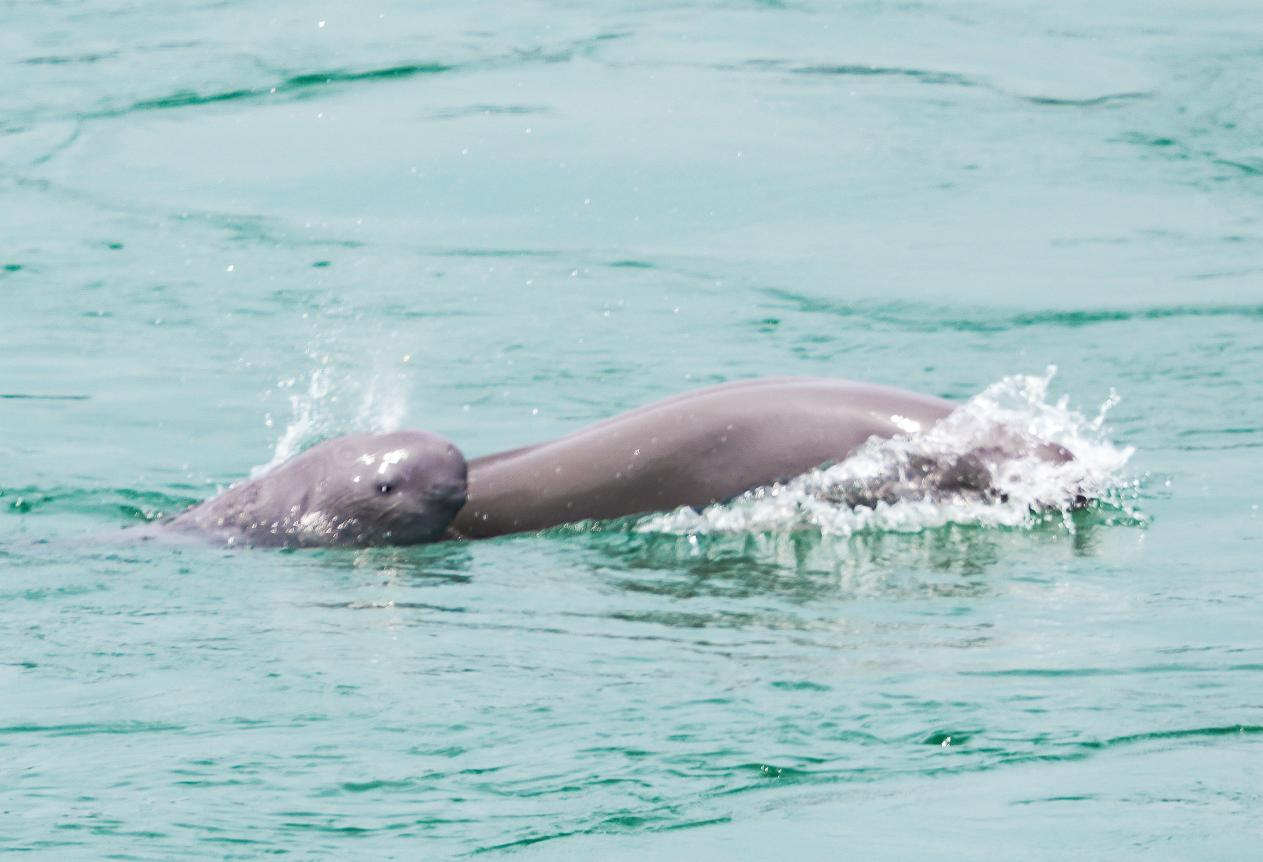 湖北省宜昌市，江豚在葛洲坝下游水域逐浪嬉戏